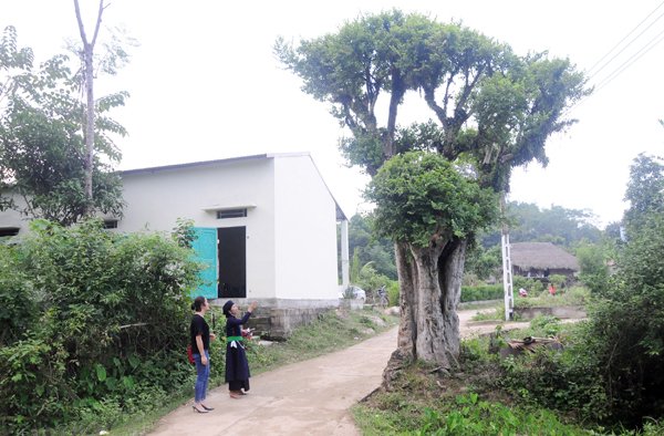 Vùng đất những cây duối cổ quý hiếm, cả làng giữ như giữ vàng-1