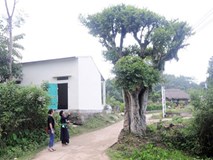 Vùng đất những cây duối cổ quý hiếm, cả làng giữ như giữ vàng Vùng đất những cây duối cổ quý hiếm, cả làng giữ như giữ vàng