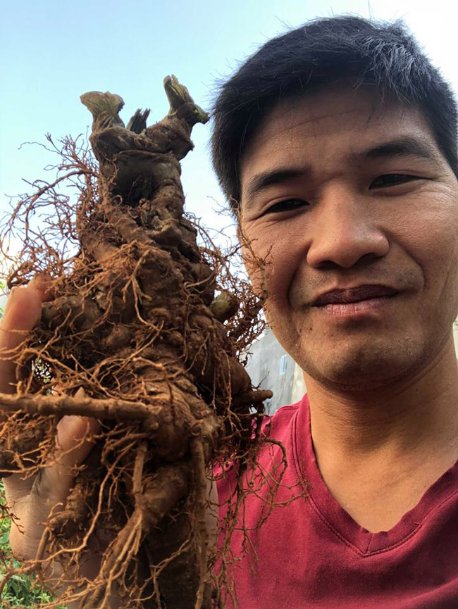 Thế giới tam thất dại giá hàng trăm triệu của đại gia Hà thành-2