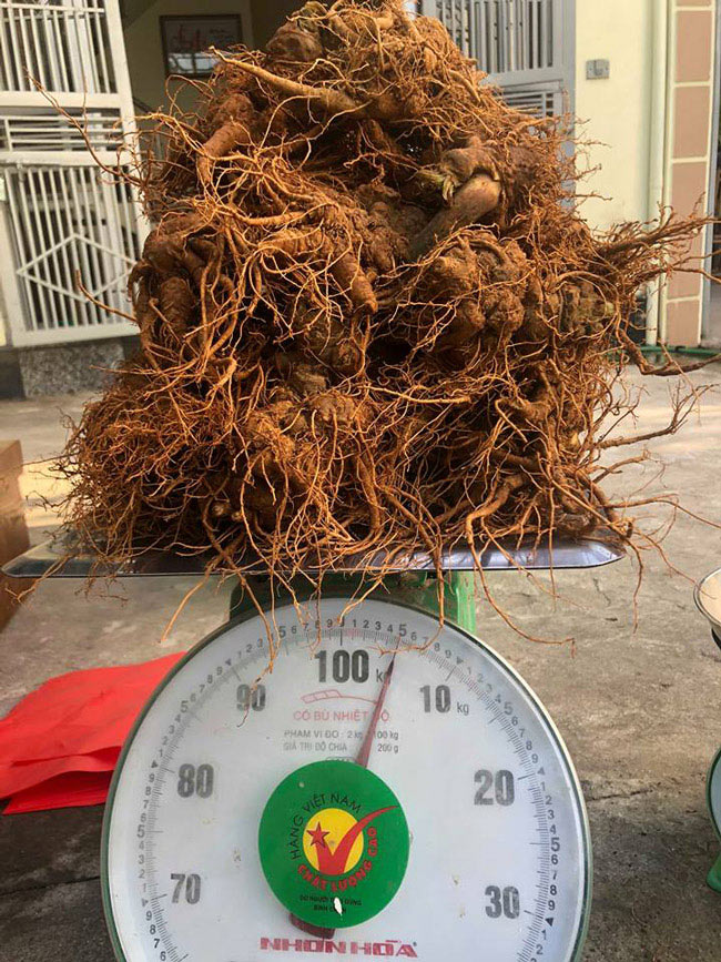 Thế giới tam thất dại giá hàng trăm triệu của đại gia Hà thành-3
