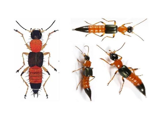 Hàng chục người nhập viện mỗi ngày vì kiến ba khoang: Nguyên nhân đều bắt nguồn từ một sai lầm-2