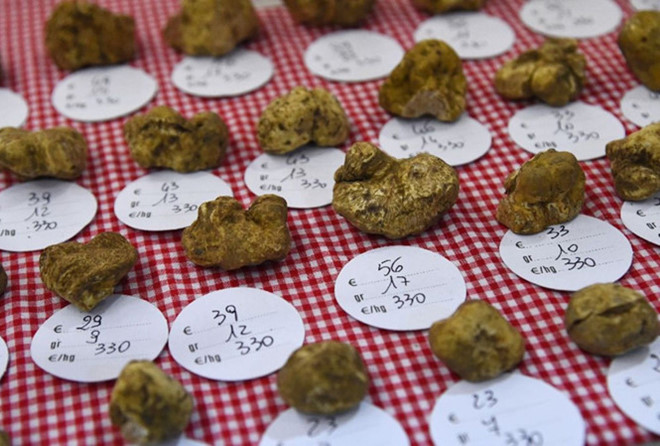 Một khách hàng chi gần 100.000 USD để mua khối nấm cục chưa đến 1 kg-2