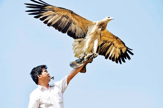 Cao thủ tiết lộ công phu thú chơi loài chim chúa tể sa mạc-1