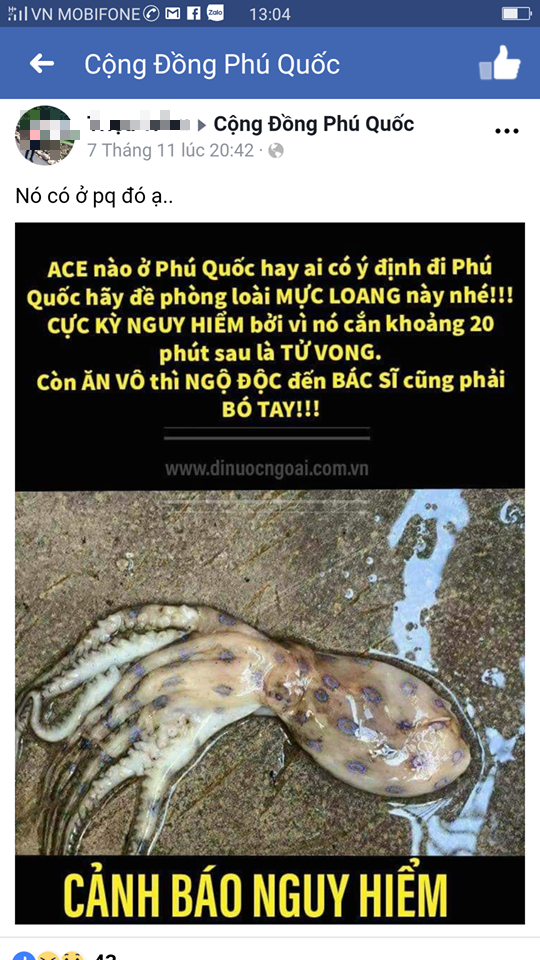 Không có chuyện xuất hiện loài mực gây chết người ở Phú Quốc-1