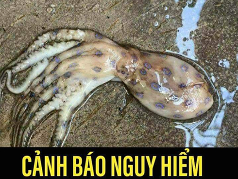 Vụ đạo diễn trường Sân khấu: Công an Cần Thơ phản bác chuyện đánh đập-3