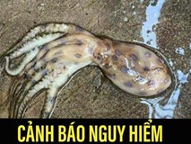 Không có chuyện xuất hiện loài mực gây chết người ở Phú Quốc Không có chuyện xuất hiện loài mực gây chết người ở Phú Quốc