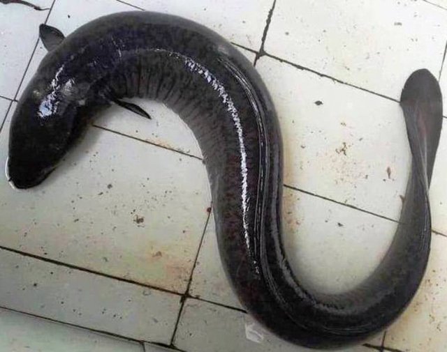 Con cá chình dài 1,5 mét, nặng 17kg: Của hiếm xưa nay-1
