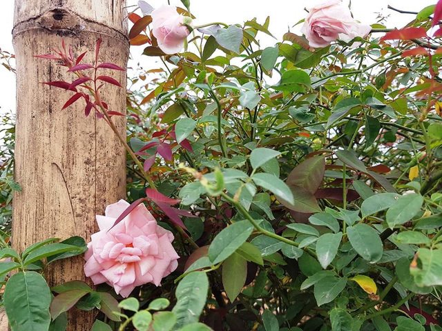 Cây hồng phấn cổ tán rộng chục người ôm, giá 60 triệu không bán-5