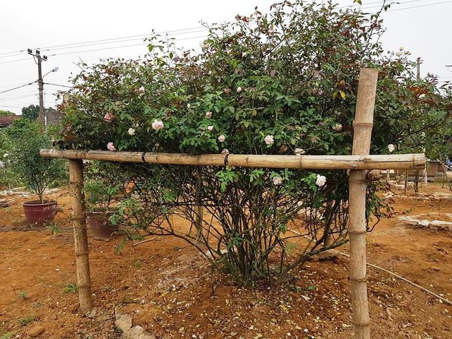 Cây hồng phấn cổ tán rộng chục người ôm, giá 60 triệu không bán-6