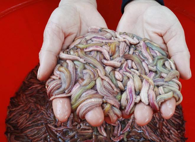 Đặc sản khách Tây... khóc thét: Hà thành mỗi năm 1 mùa chờ được ăn-1