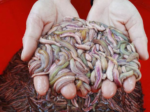 Len lỏi, lặn lội, dùng búa đục săn đặc sản Viagra dọc sông Cà Mau-5