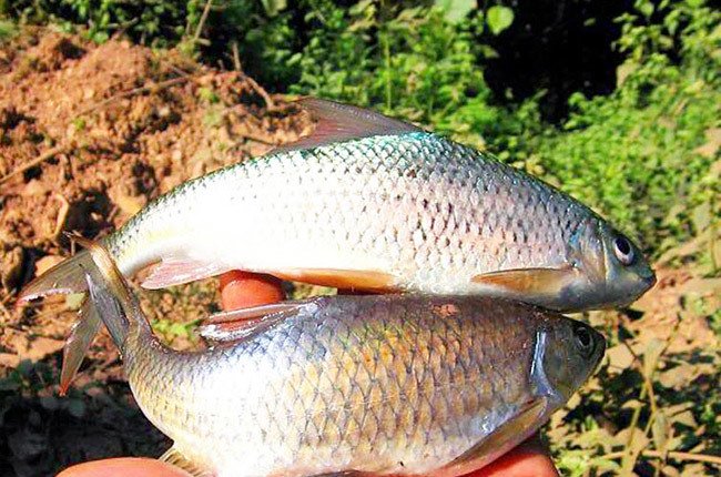 Loài cá báu vật trời đất ban tặng sống ở dòng sông duy nhất trên Tây Bắc-1