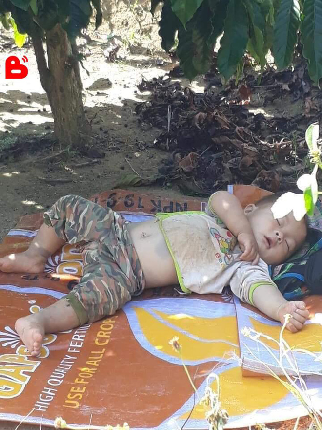 Hình ảnh cậu bé bụ bẫm nằm ngủ dưới gốc cây cà phê khi theo bố mẹ lên rẫy đốn tim cộng đồng mạng vì quá sức dễ thương-2