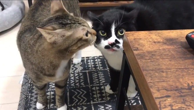 Ngôi sao Internet ở Nhật Bản hóa ra là một boss mèo biết đọc rap, được phối nhạc remix hẳn hoi-1