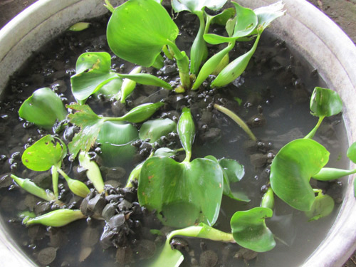 Đổi đời thành tỷ phú miền Tây nhờ nuôi loài bò sát dưới ao bèo-3