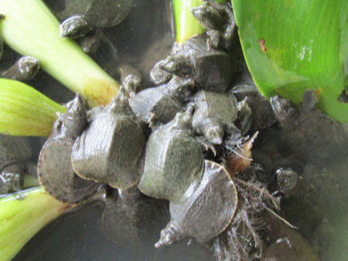 LẠ MÀ HAY: Hái ra tiền nhờ loài cây dại mọc quanh ao-5