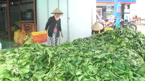 Cảnh giác với kiểu thu mua nông sản lạ”-1