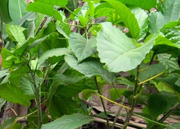 Tự chữa táo bón tại nhà, bé trai 4 tuổi nguy kịch-2