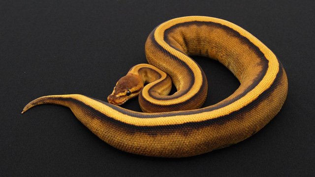 Rợn tóc gáy khi một số người bỏ ra 11.000 USD mua con vật này về làm thú cưng-1