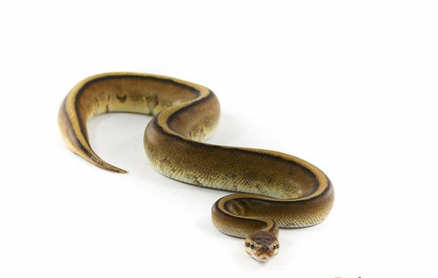 Rợn tóc gáy khi một số người bỏ ra 11.000 USD mua con vật này về làm thú cưng-2