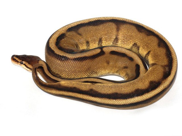 Rợn tóc gáy khi một số người bỏ ra 11.000 USD mua con vật này về làm thú cưng-3