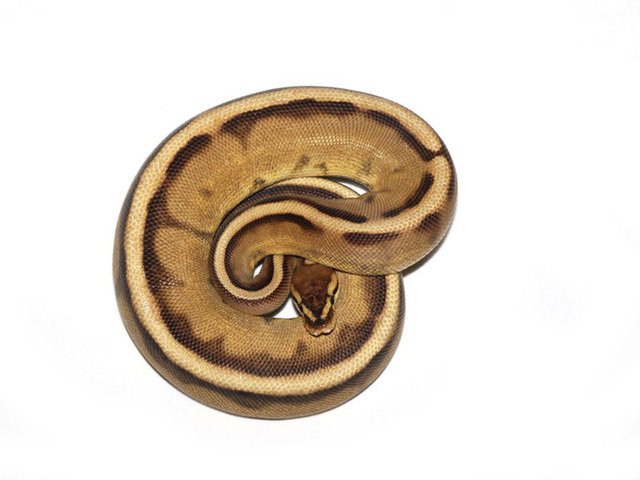 Rợn tóc gáy khi một số người bỏ ra 11.000 USD mua con vật này về làm thú cưng-4