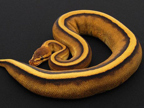 Những chú chào mào bạch tạng cực độc giá hàng trăm triệu-14