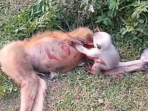 Xúc động khoảnh khắc khỉ con khóc, lay mẹ đã chết vì tai nạn giao thông