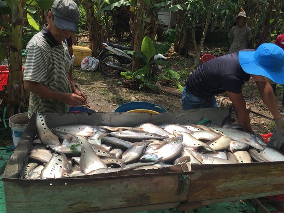 Nuôi loài cá đẹp mã trong ao, sau 8 tháng mà lời tới 3,5 tỷ đồng-1