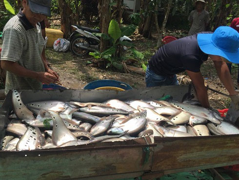 Săn thủy quái râu dài trên dòng Sê San-3