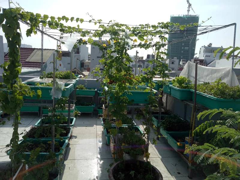 Sân thượng nhỏ mà có võ xanh mướt mát rau sạch của mẹ đảm Sài Gòn-1