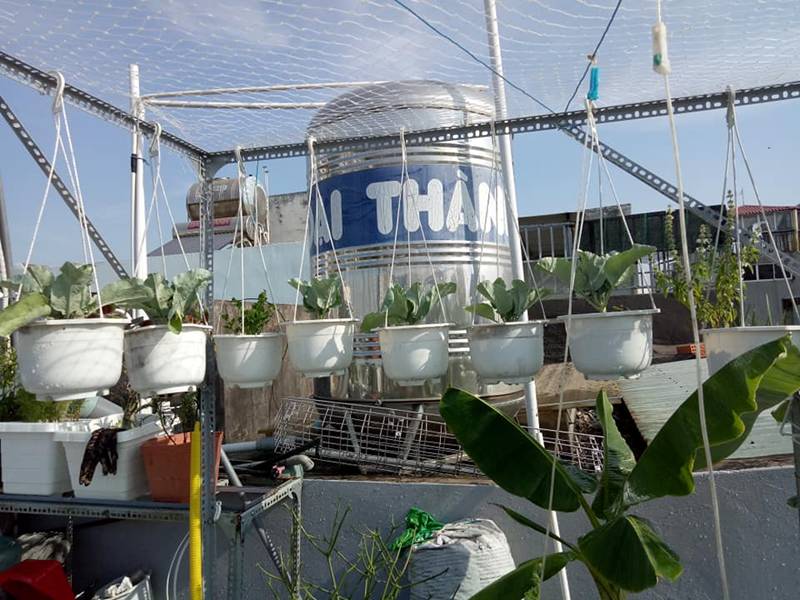 Sân thượng nhỏ mà có võ xanh mướt mát rau sạch của mẹ đảm Sài Gòn-2