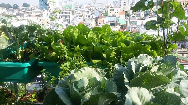 Sân thượng nhỏ mà có võ xanh mướt mát rau sạch của mẹ đảm Sài Gòn-4