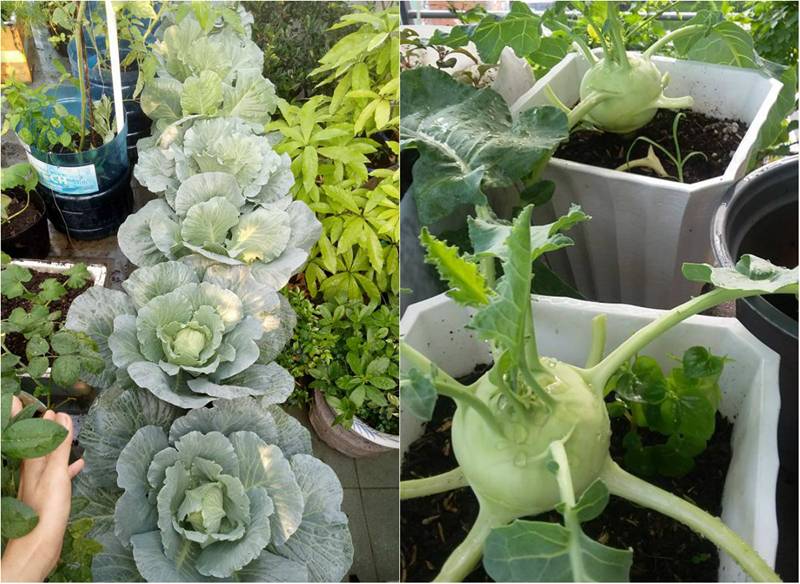 Sân thượng nhỏ mà có võ xanh mướt mát rau sạch của mẹ đảm Sài Gòn-6