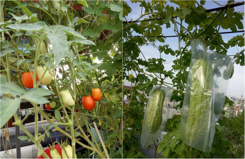 Sân thượng nhỏ mà có võ xanh mướt mát rau sạch của mẹ đảm Sài Gòn-7