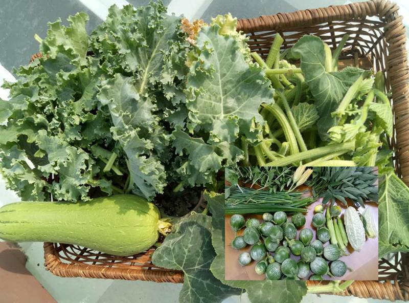 Sân thượng nhỏ mà có võ xanh mướt mát rau sạch của mẹ đảm Sài Gòn-11