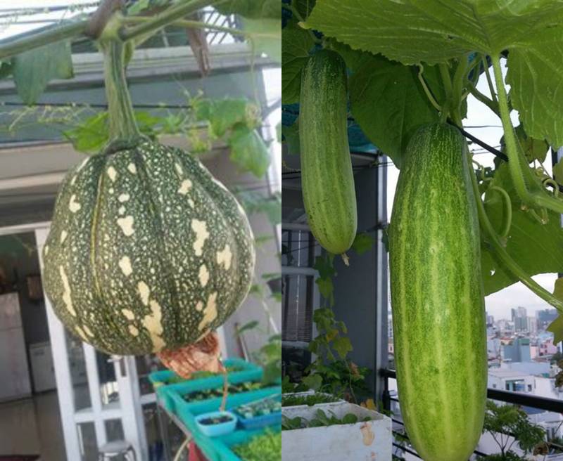 Sân thượng nhỏ mà có võ xanh mướt mát rau sạch của mẹ đảm Sài Gòn-8