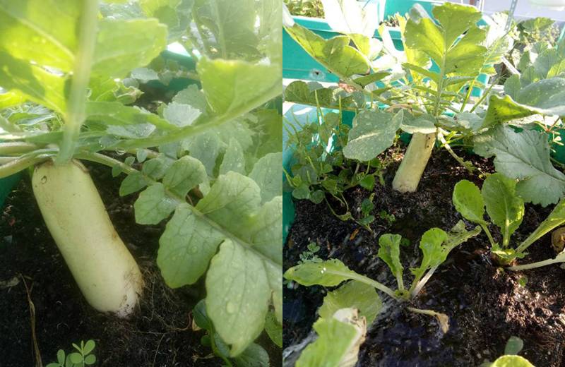 Sân thượng nhỏ mà có võ xanh mướt mát rau sạch của mẹ đảm Sài Gòn-9