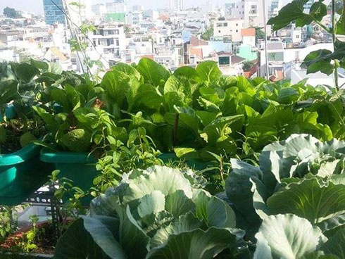 Vườn toàn rau siêu khổng lồ trên sân thượng 35m2 của bố đảm Nha Trang-13