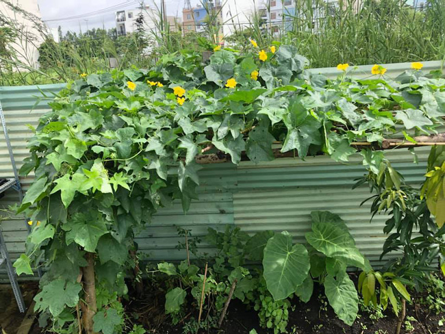 Vườn rau xanh tươi mơn mởn trong biệt thự tiền tỷ do chồng Ốc Thanh Vân trồng tặng 4 mẹ con-19