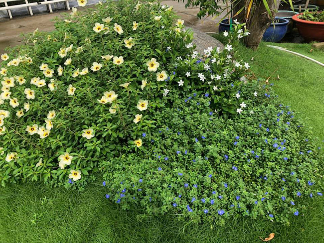 Vườn rau xanh tươi mơn mởn trong biệt thự tiền tỷ do chồng Ốc Thanh Vân trồng tặng 4 mẹ con-18