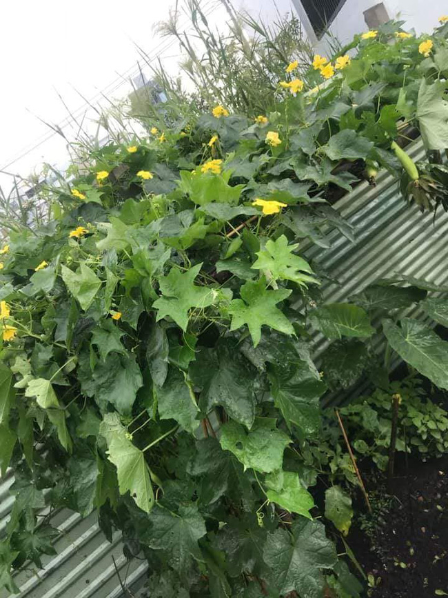 Vườn rau xanh tươi mơn mởn trong biệt thự tiền tỷ do chồng Ốc Thanh Vân trồng tặng 4 mẹ con-6