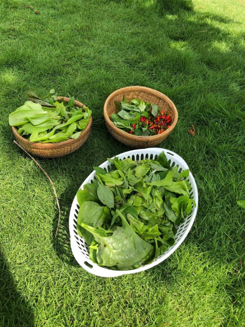 Vườn rau xanh tươi mơn mởn trong biệt thự tiền tỷ do chồng Ốc Thanh Vân trồng tặng 4 mẹ con-11