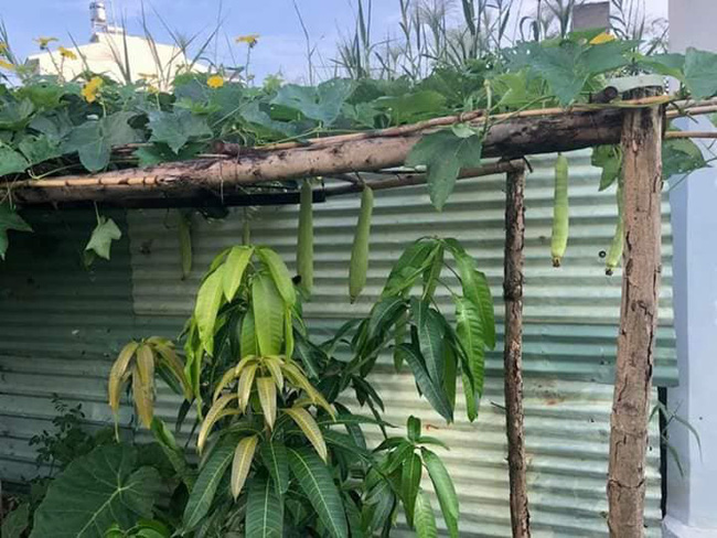 Vườn rau xanh tươi mơn mởn trong biệt thự tiền tỷ do chồng Ốc Thanh Vân trồng tặng 4 mẹ con-9