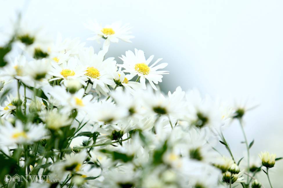 Phía sau những bức ảnh cúc họa mi đẹp là... cả dàn bắn tỉa có tâm-1