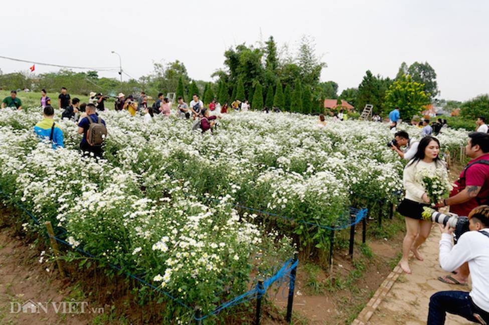 Phía sau những bức ảnh cúc họa mi đẹp là... cả dàn bắn tỉa có tâm-5