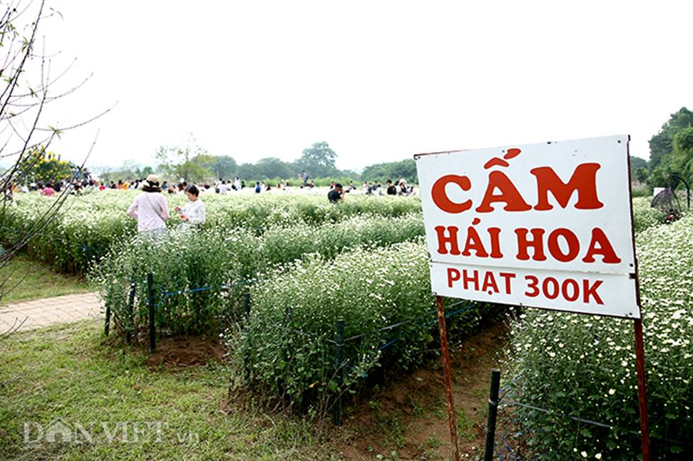 Phía sau những bức ảnh cúc họa mi đẹp là... cả dàn bắn tỉa có tâm-17