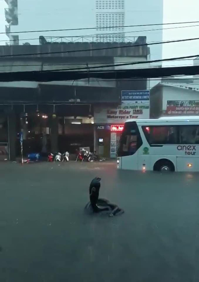 Hình ảnh rắn hổ mang xuất hiện trên đường phố Nha Trang khiến nhiều người kinh hãi-2