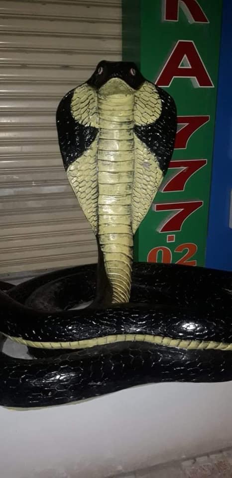 Hình ảnh rắn hổ mang xuất hiện trên đường phố Nha Trang khiến nhiều người kinh hãi-4