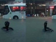Hình ảnh 'rắn hổ mang' xuất hiện trên đường phố Nha Trang khiến nhiều người kinh hãi